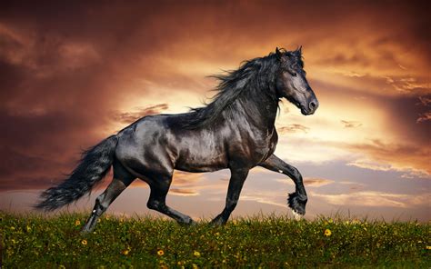 Download 3d horse wallpaper free for mobile phones. Horses High Definition Wallpapers.