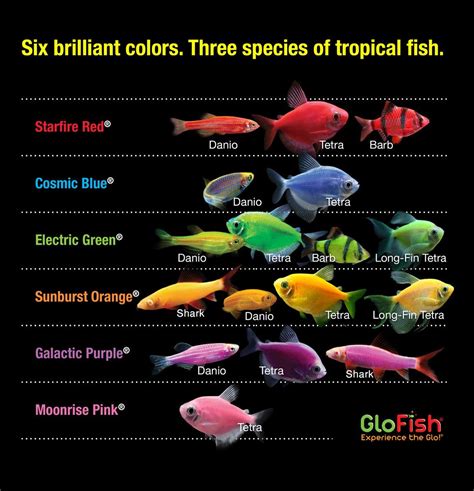 Small Salt Water Aquarium Glofish Aquarium Tank Kits With Led Lighting