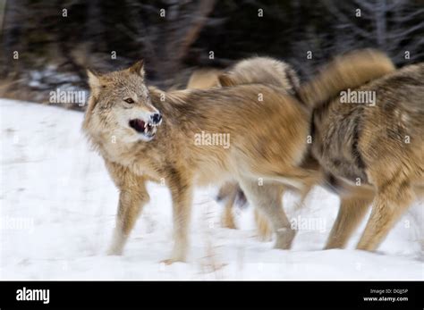 Gray Wolf Canis Lupus Grey Wolves Checking Alpha Female In Mating