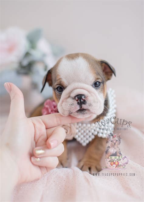 A+ rating with the bbb. Adorable English Bulldog Puppies for Sale | Teacup Puppies ...