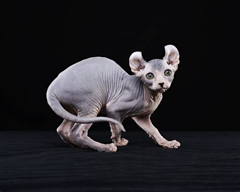 7 Important Tips To Take Care Of The Really Peculiar Sphynx Cat