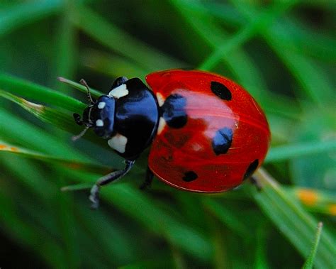 Ladybird Animal Wildlife