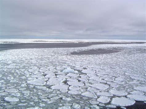 How are cacti adapted to the desert? Quick Facts on Arctic Sea Ice | National Snow and Ice Data ...