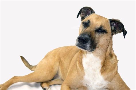 Mountain Cur Pitbull Mix A Complete Guide On Pitbull Cur Facts