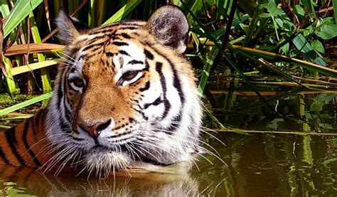 Volunteer Work With Tigers 🐯 Conservation Projects 2022 Volunteer World