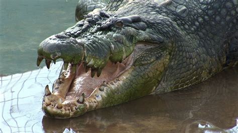 Nach Weltrekord-Fang: Jagd auf Riesen-Krokodil - YouTube