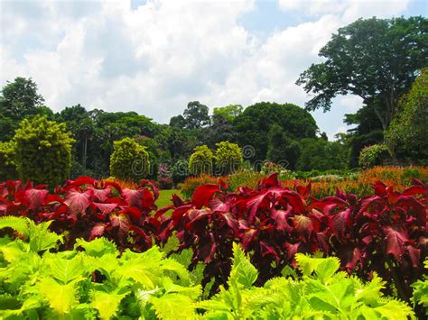 Heute umfasst der botanische garten alle typischen pflanzen der insel und viele pflanzen anderer länder. Königlicher Botanischer Garten Peradeniya Sri Lanka ...