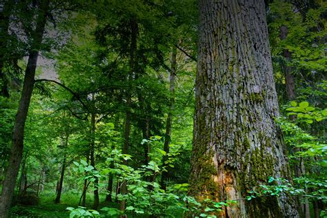 Auf den spuren der könige der urwälder. Białowieża Forest | Wild Poland