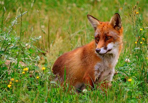 Musings Of A Biologist And Dog Lover Invasive Species Red Fox