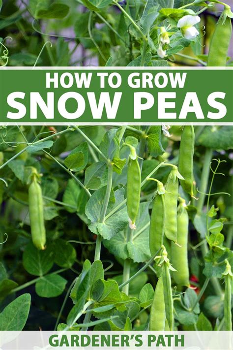 How To Plant And Grow Snow Peas Gardeners Path
