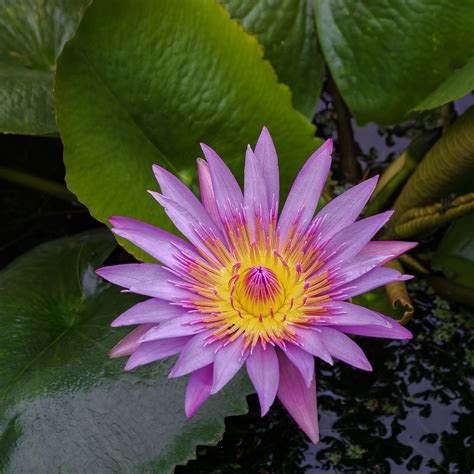 Purple Water Lily Gold And Purple Early Morning Gary Eyring Flickr