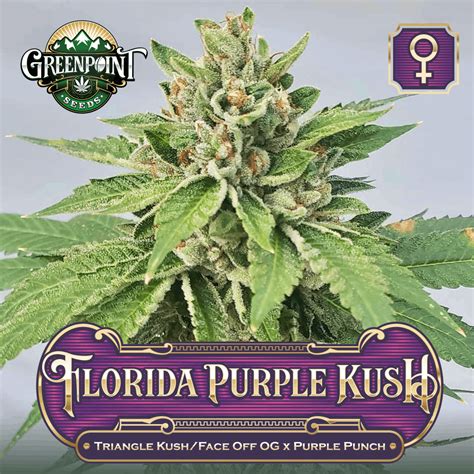 Florida Purple Kush Feminized Seeds Triangle Kushface Off Og Gps