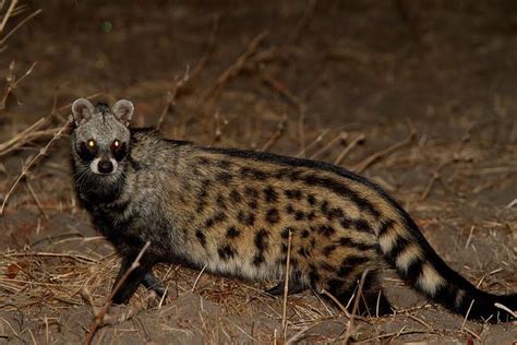 African Civet Cat African Civet Mammals Rare Animals
