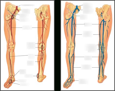 Lower Extremity Veins Artery Fill In Diagram Quizlet