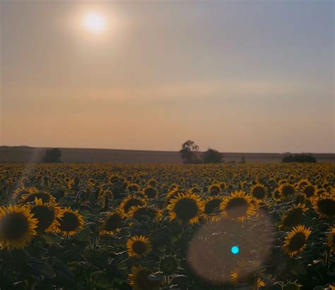 🌻 Sunflowers In France Photo By Me 🌻 France Sunflowers Flowers