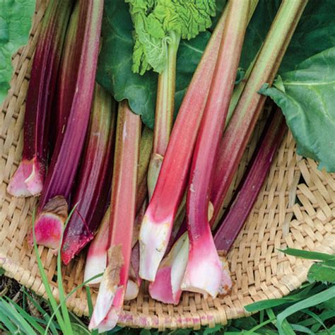 Rhubarb Victoria Gurneys Seed And Nursery Co