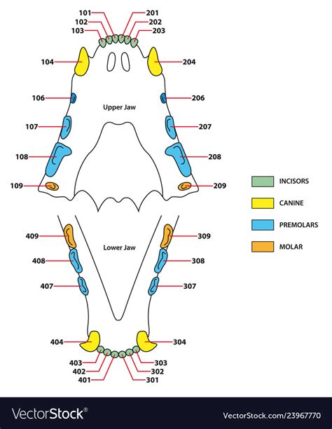 Below is a typical feeding chart to accompany the first few weeks of a newborn kittens' life. Construction a cats teeth dental formula Vector Image