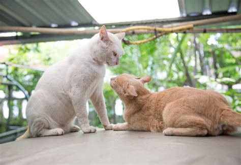Love Moment Of Kitty Cat Stock Photo Image Of Adorable 176241794