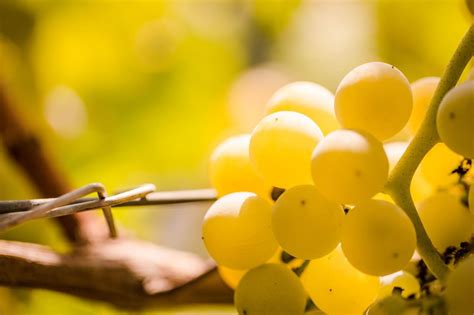 Maeli Wine Azienda Vitivinicola Vini Dei Colli Euganei Colli Euganei