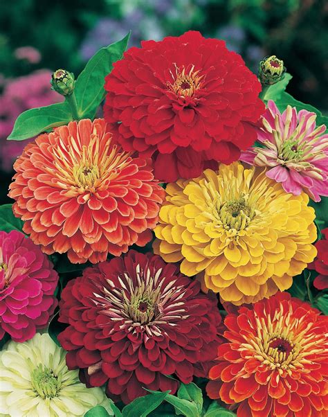 163 Beautiful Types Of Flowers A To Z With Pictures Zinnia Flowers