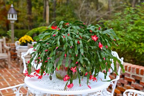 Keep them away from heaters in order to insure your plant will bloom in time for christmas, you will need to give the plant a rest period. Sweet Southern Days: A Christmas Cactus