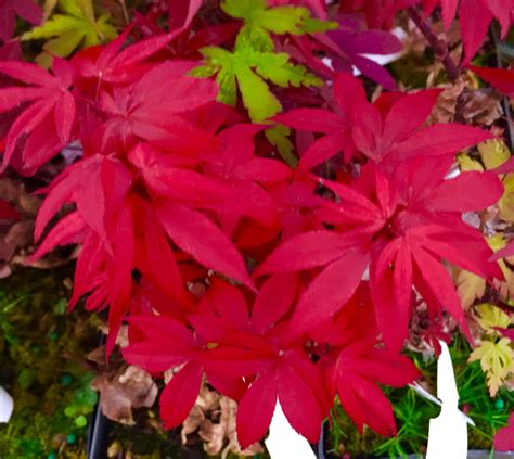The most common japanese fall maple material is metal. Little Red Dwarf Japanese Maple- Brick Red Leaves on a ...