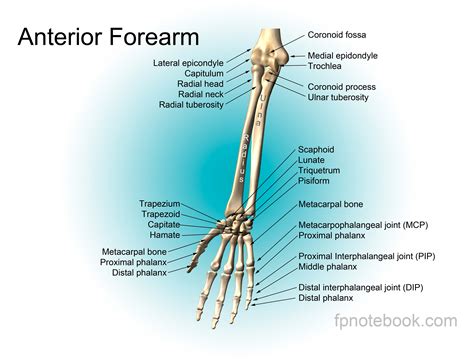 Elbow Anatomy