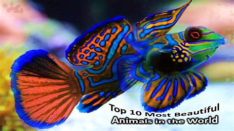 Worlds Most Beautiful Animals Top 10 Most Beautiful