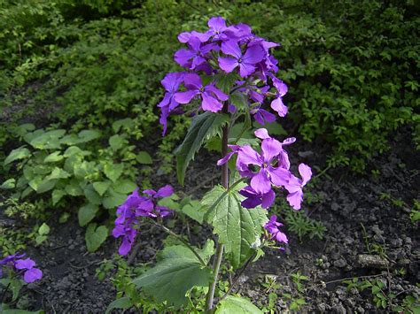Lunaria is a nonprofit organization, secular, independent and autonomous by the lunaria practices and fosters processes of social change at local, national and. Lunaria annua - Wikiwand