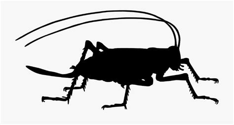 Cricket Bug Clipart Black And White 10 Free Cliparts Download Images