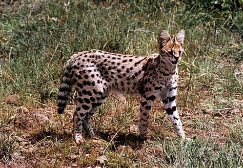 Mengenal Serval Kucing Liar Asli Afrika Yang Eksotik Dunia Fauna