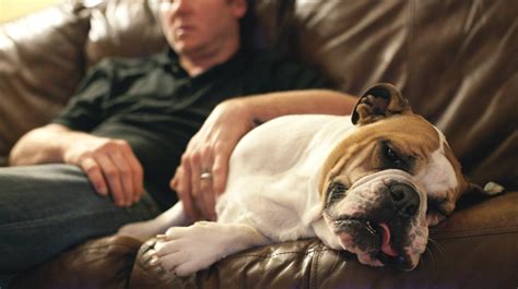 10 Calm Dog Breeds With Chill To Spare