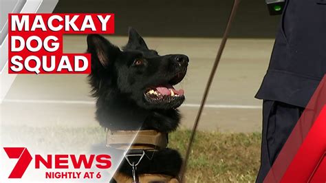A New Four Legged Officer Has Joined The Mackay Dog Squad 7news Youtube
