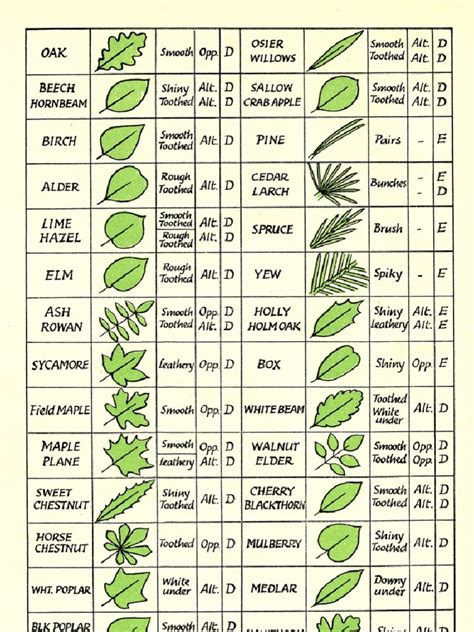Printable Tree Leaf Identification Chart Printable World Holiday