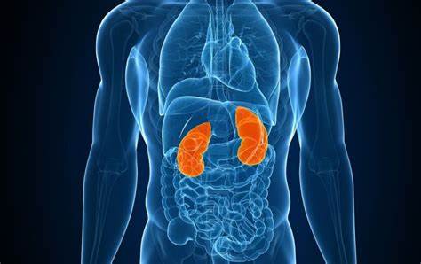 Опущение почки - симптомы и лечение - блог Медюнион Картинка - Опущение почки - симптомы и лечение - блог Медюнион