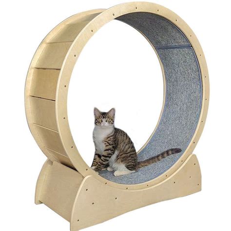 The Best Cat Exercise Wheels To Keep Your Kitty In Shape Daily Paws