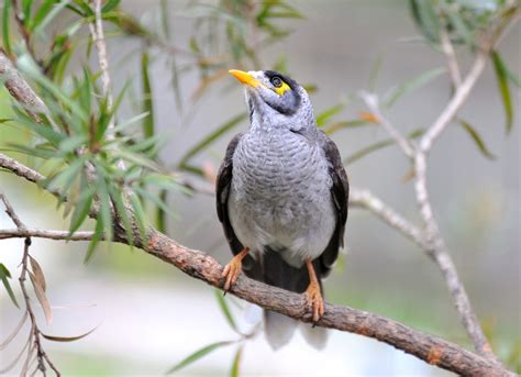 Bill Risby Photography Birds Australian Minor Bird