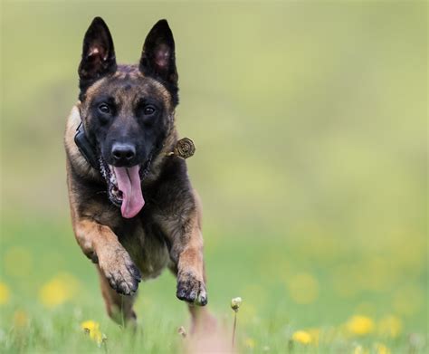 Meet The State Police Dogs Who Patrol The Capital Region