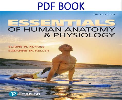 Anatomy And Physiology Marieb Student Edition At Freddie Christian Blog