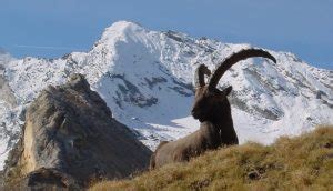 Parco Nazionale Del Gran Paradiso Cosa Vedere Idee Green