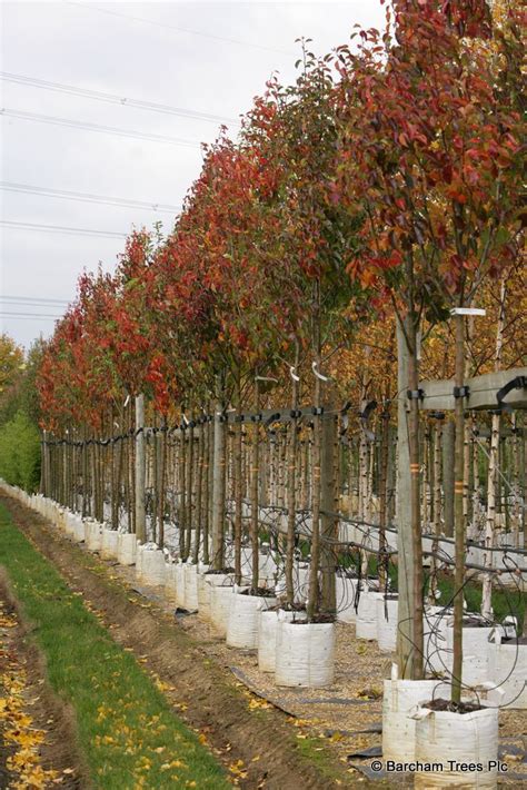 Pin Em Fastigiata Trees And Columnar Trees Narrow Trees To Plant