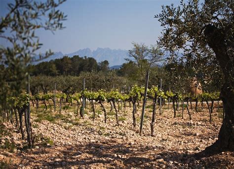 Vines And Olive Trees In A Vineyard License Images 11023692 Stockfood