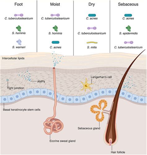 Frontiers The Skin And Intestinal Microbiota And Their Specific
