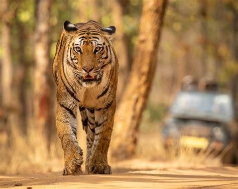 10 Top Tips For Bandhavgarh National Park Jungle Safari MP Tourism