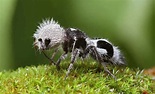 Panda Ant | Amazing Zoology