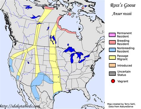 Rosss Goose Species Range Map