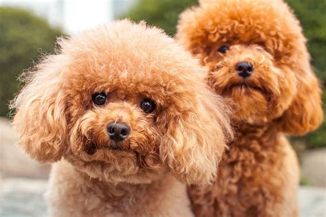 Cani Di Piccola Taglia Guida Veterinaria Petyoo