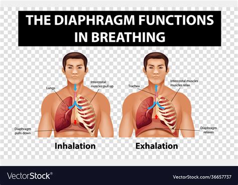 Diagram Showing Diaphragm Functions In Breathing Vector Image