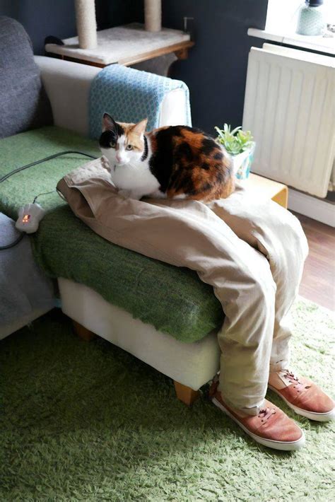 Super Clingy Cat Gets Tricked By Her Owners 10 Pics