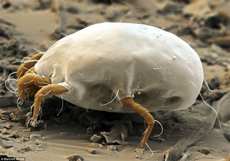 Up Close The Little Horrors That Are Hiding In Your Home Daily Mail